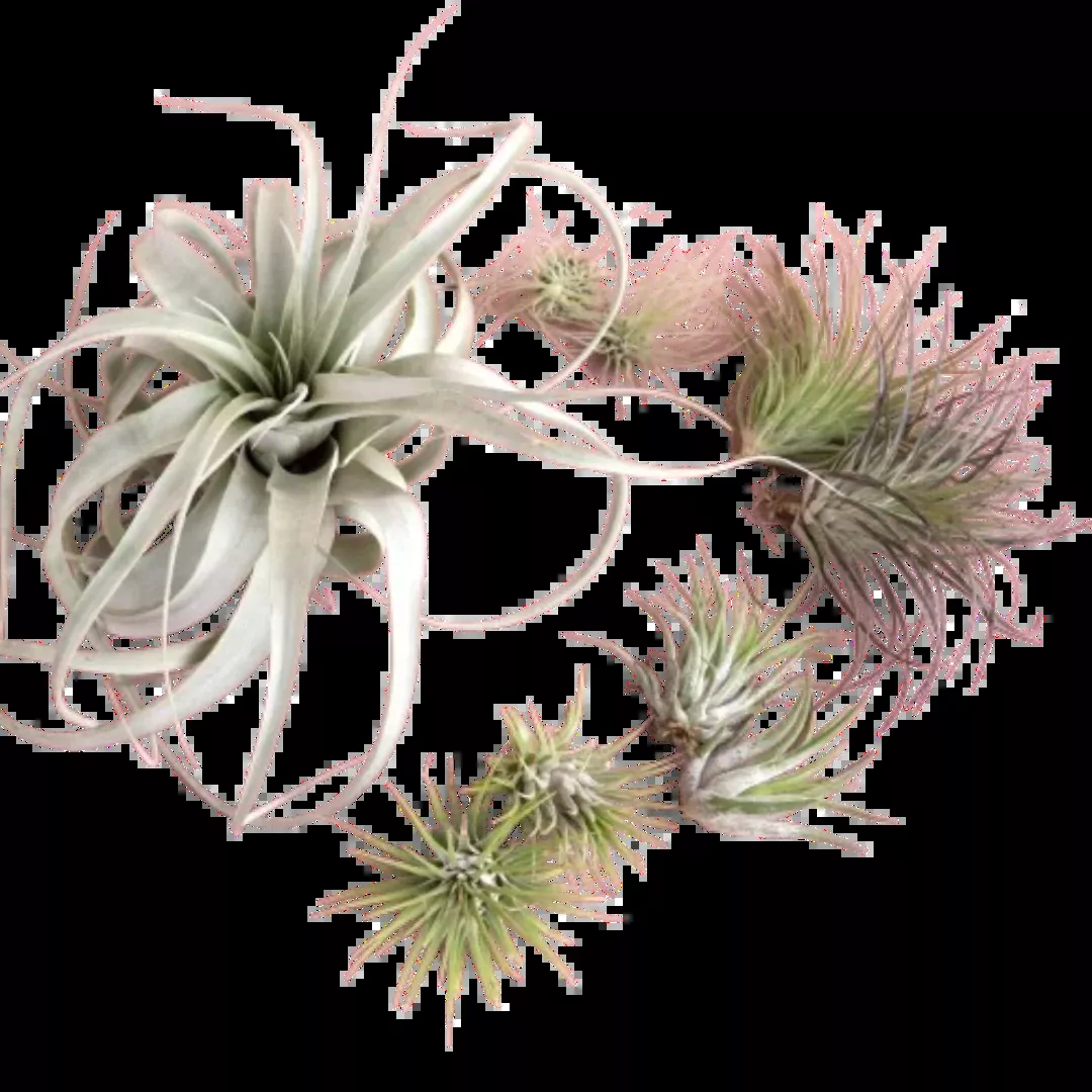 Mothers Day Air Plant Bundle