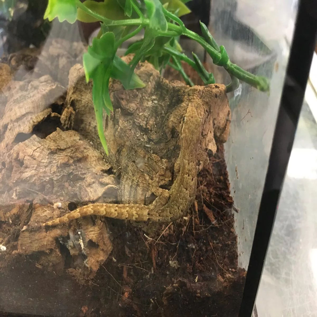 Mourning Gecko (Normal)