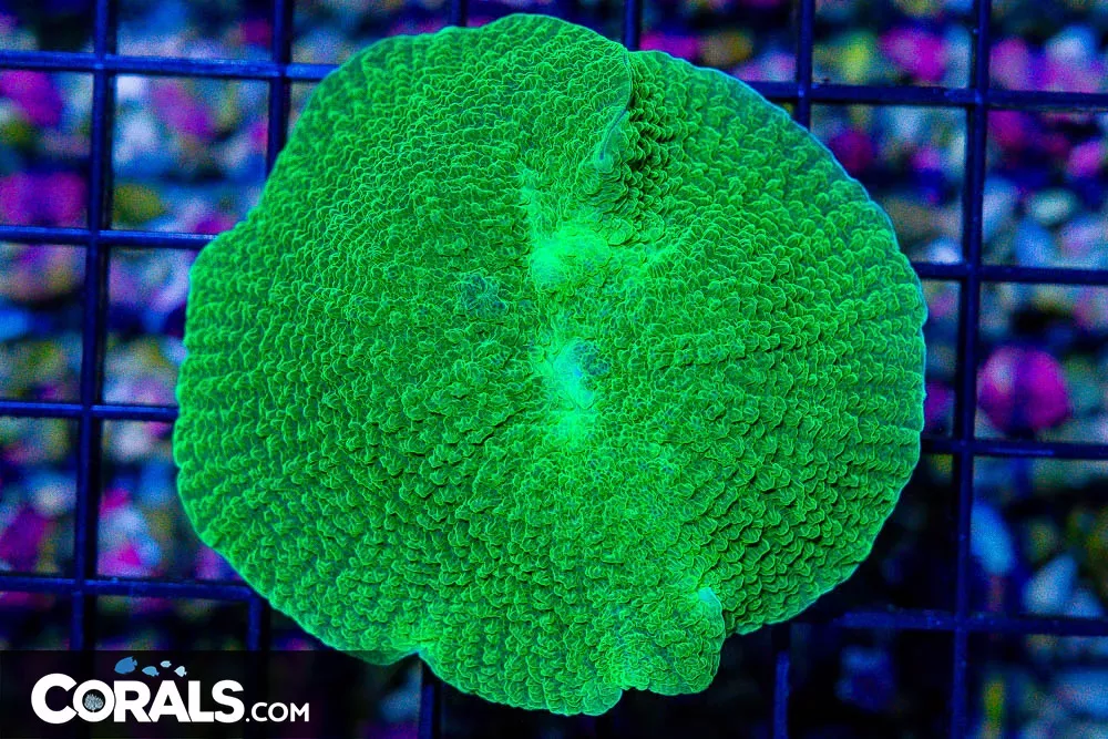 Mushroom ELEPHANT EAR – Indonesia Neon