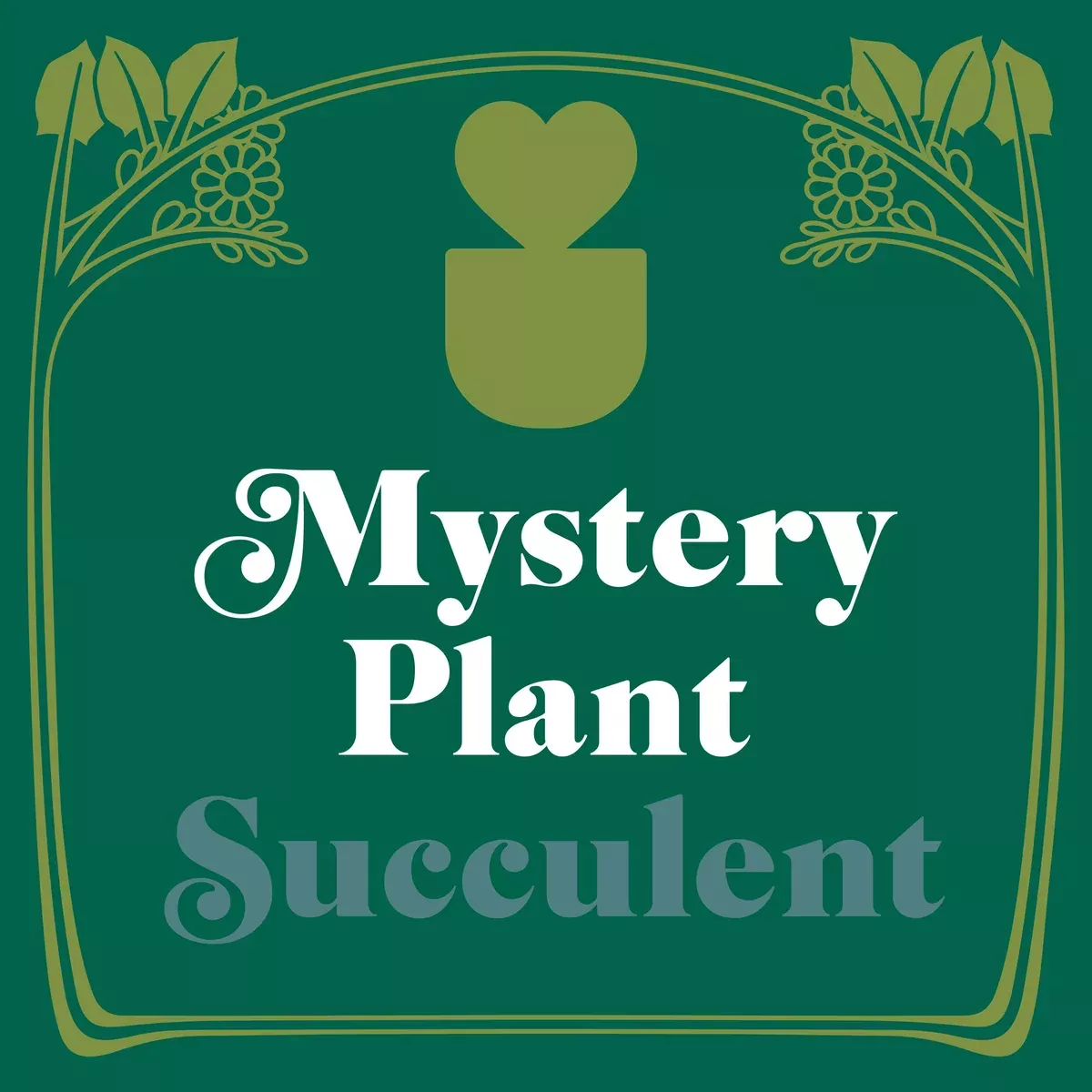 Mystery Succulent House Plant