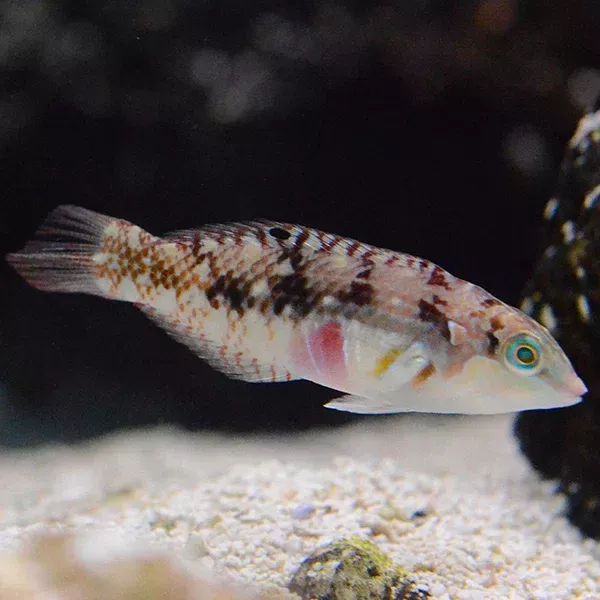 Nebulous Wrasse