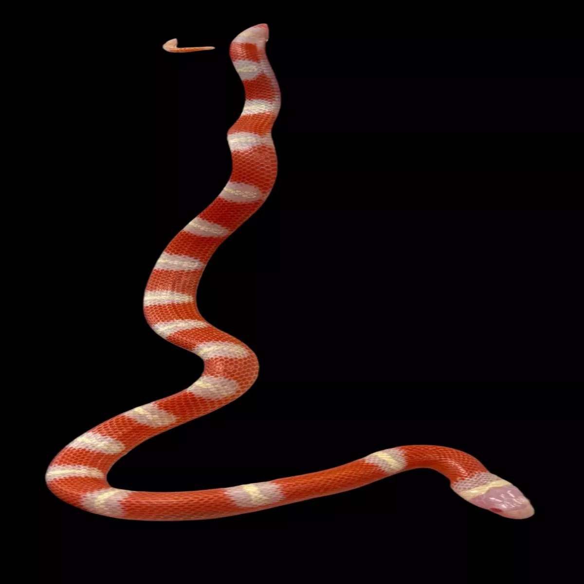 Nelson’s Milksnake (T+ Albino)