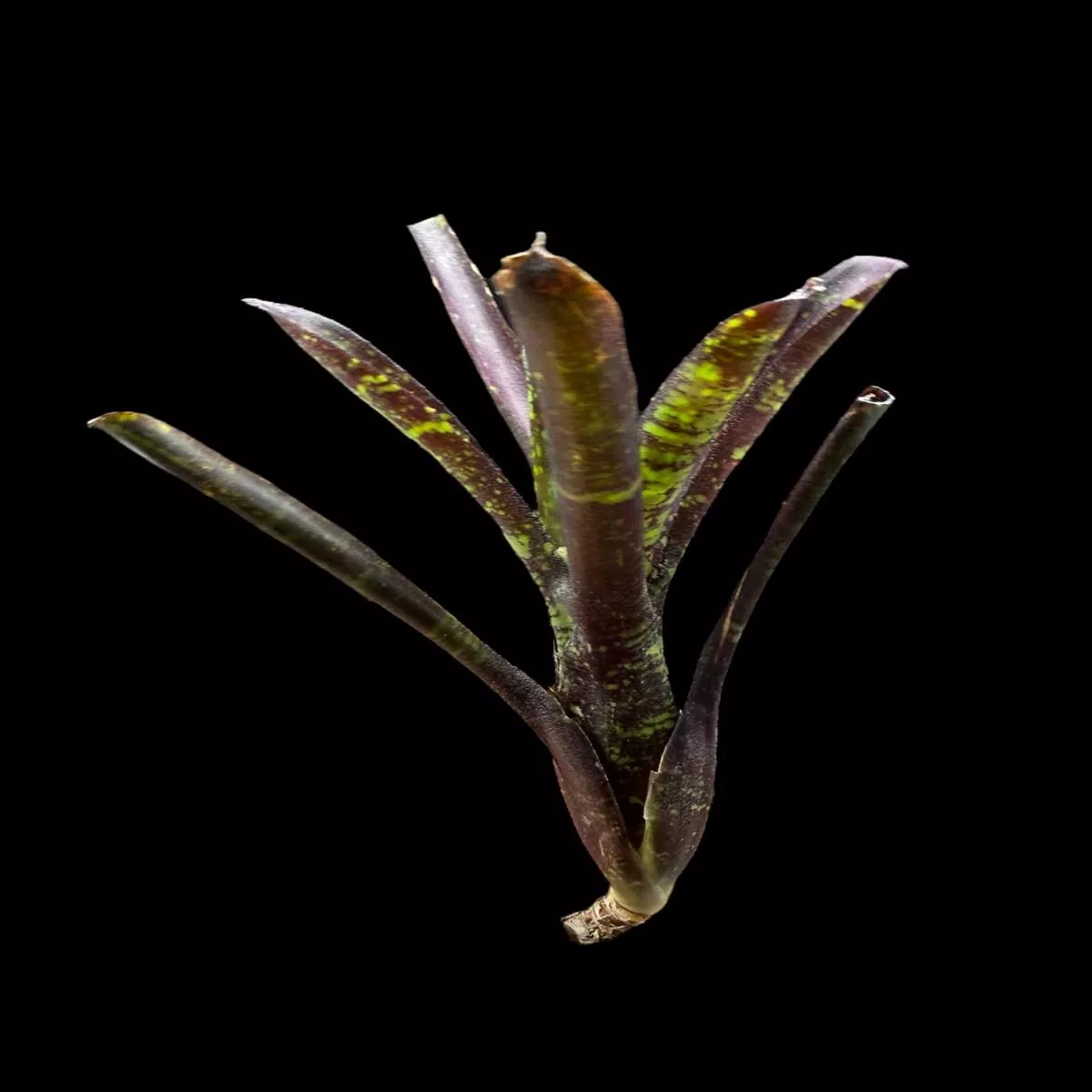 Neoregelia Snicker Doodle