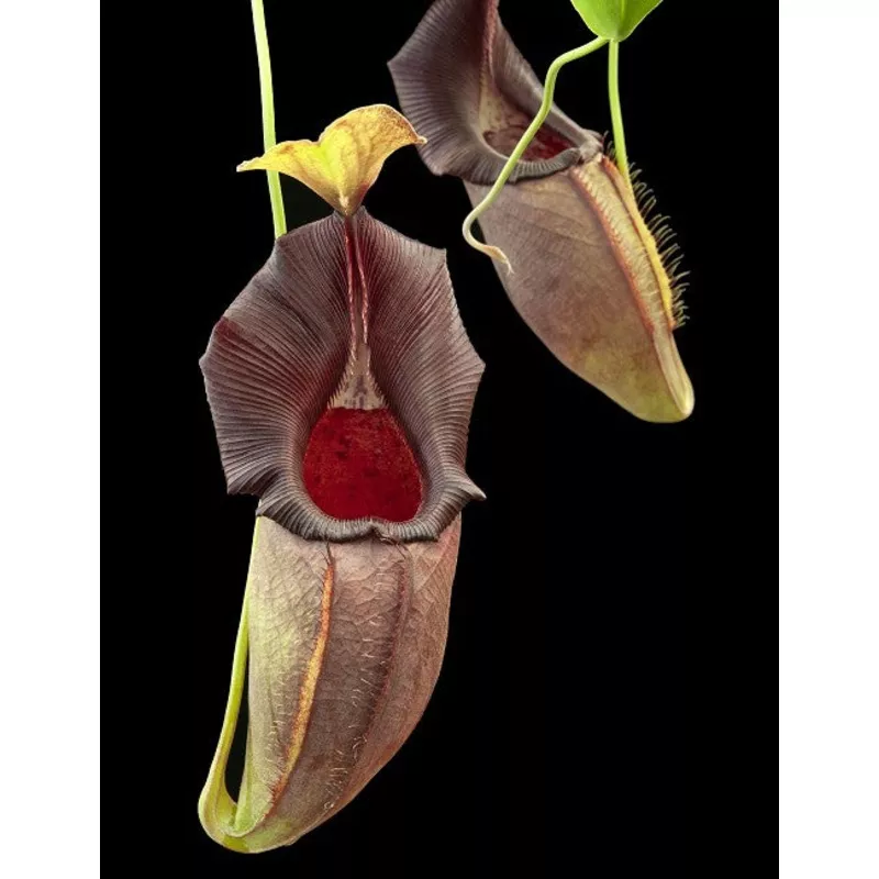 Nepenthes ovata