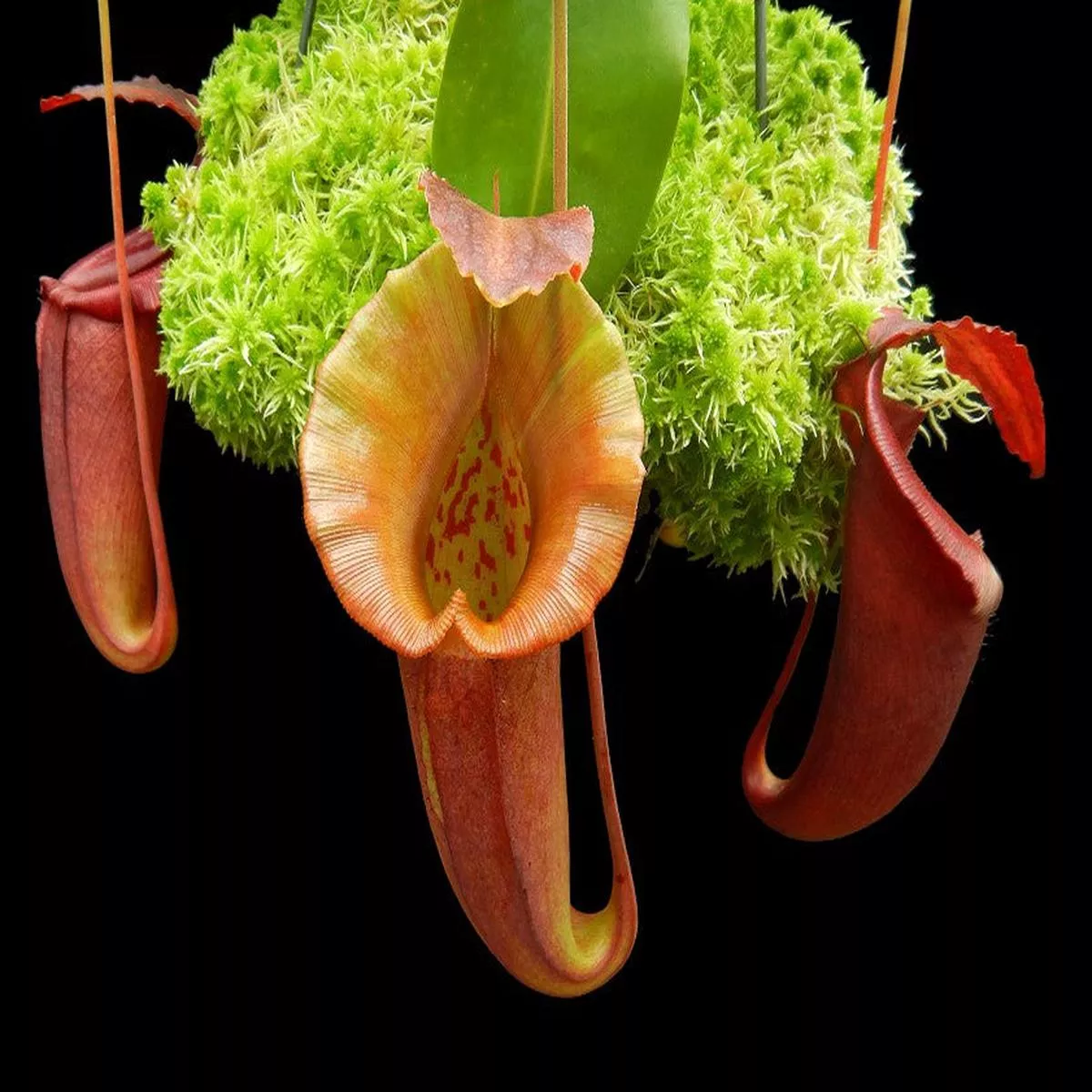 Nepenthes robcantleyi x jacquelinae