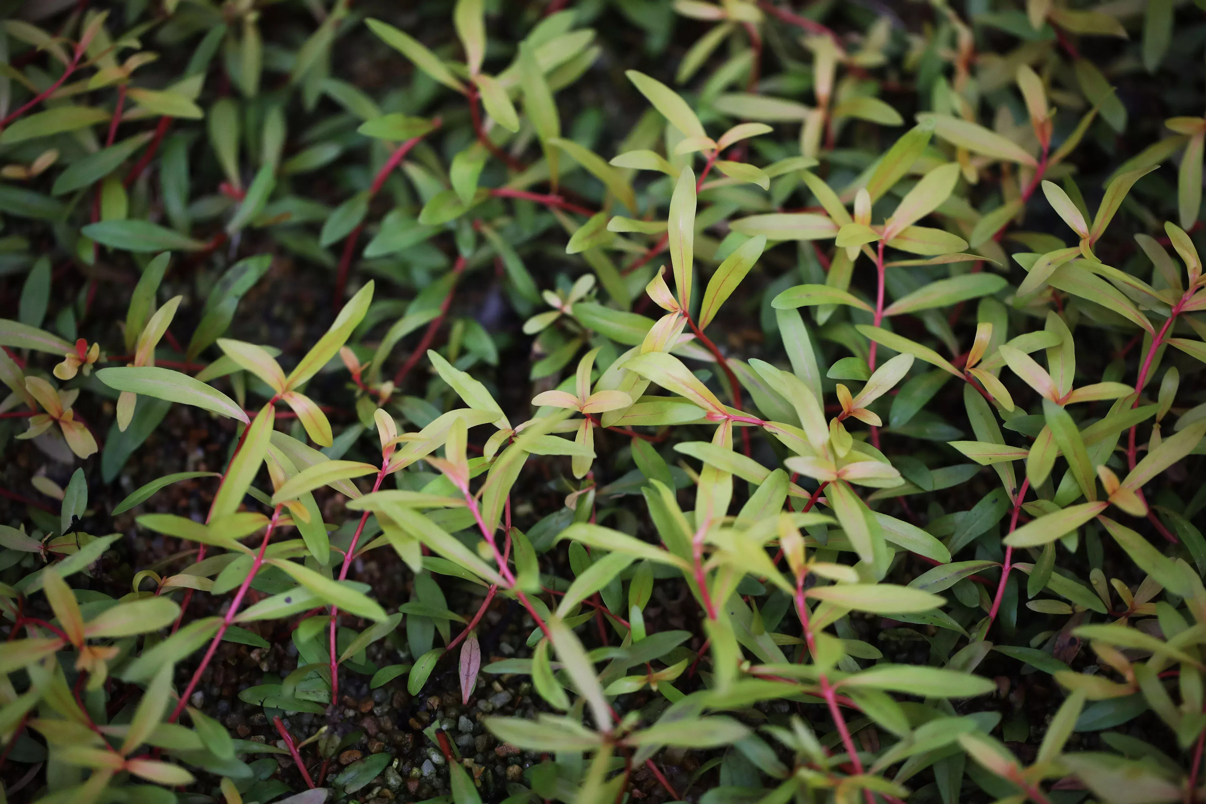 Nesaea Pedicellata ‘Golden’