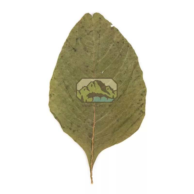 NewCal Amaranth Leaves