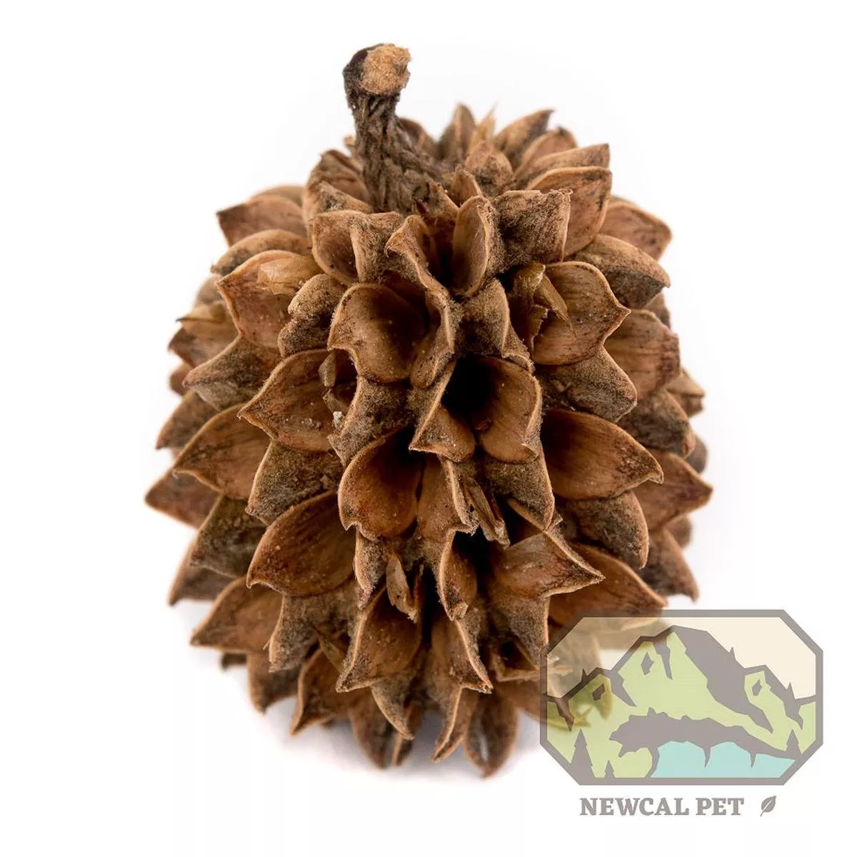NewCal Casuarina Cones