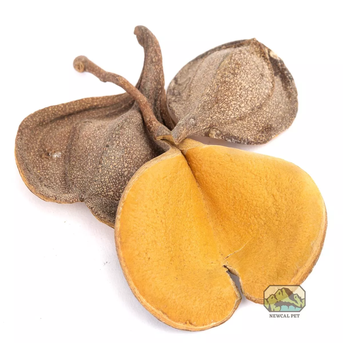 NewCal Elephant’s Ear