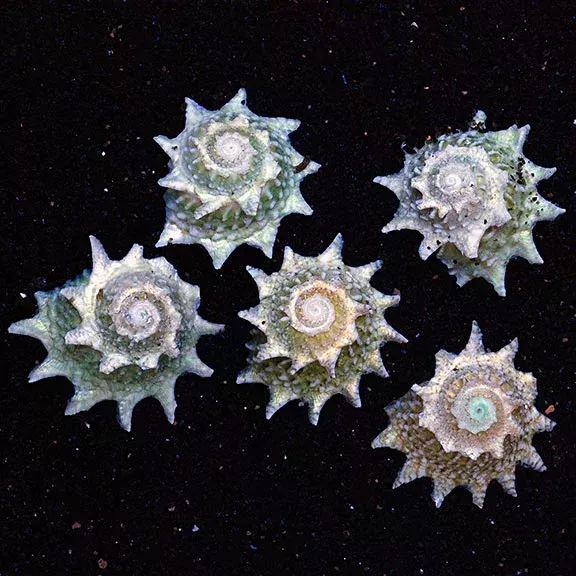 Ninja Star Snail