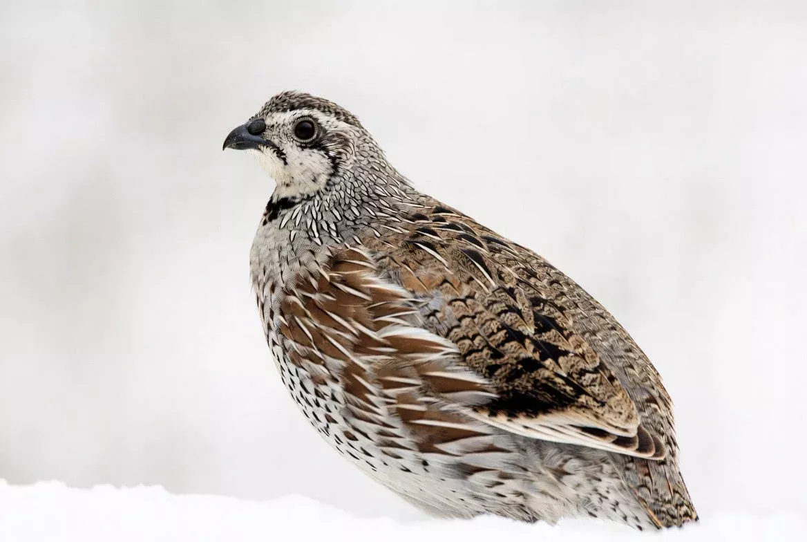 Northern Bobwhite Quail Hatching Eggs