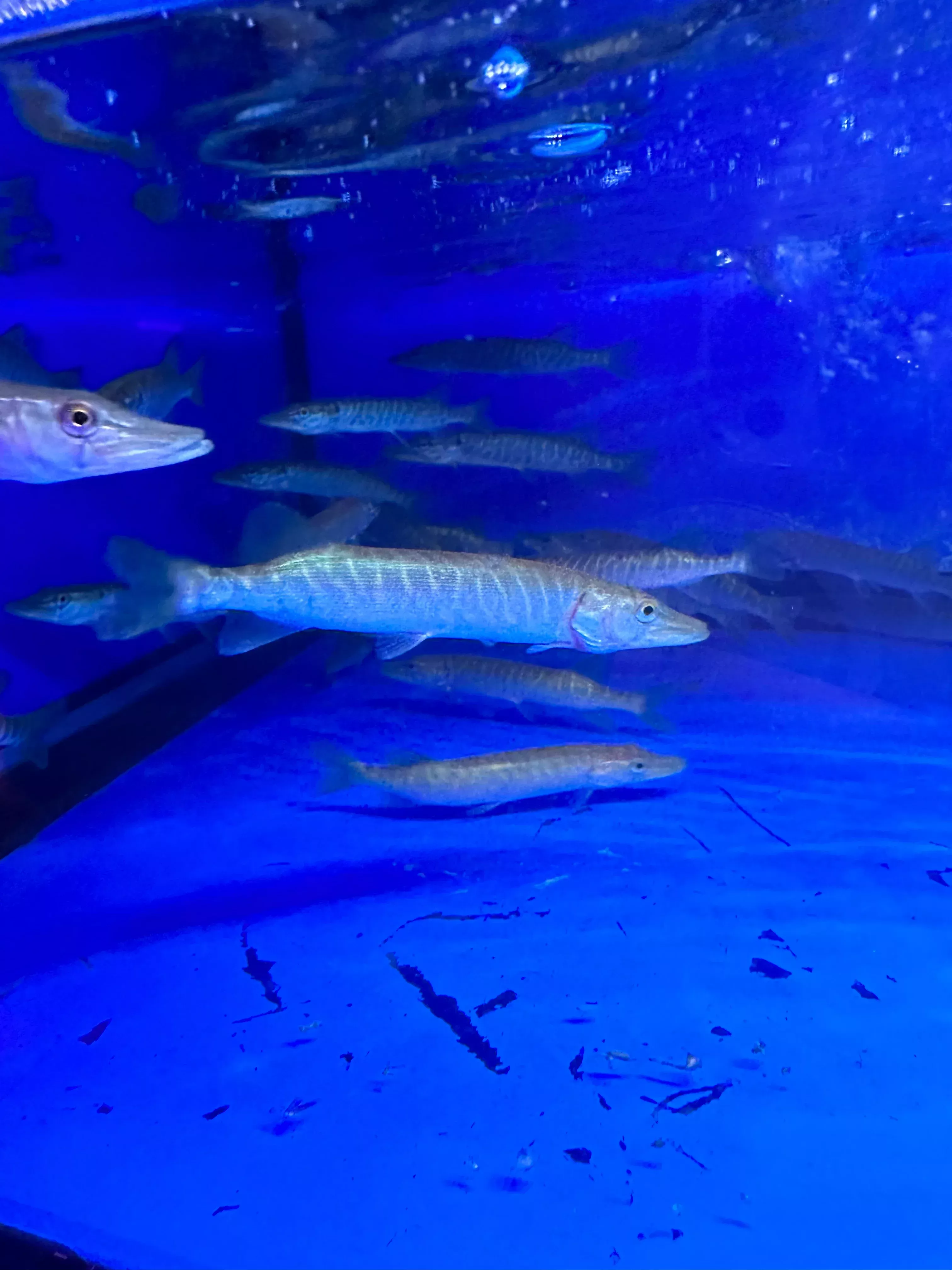 Northern Pike (Esox lucius)