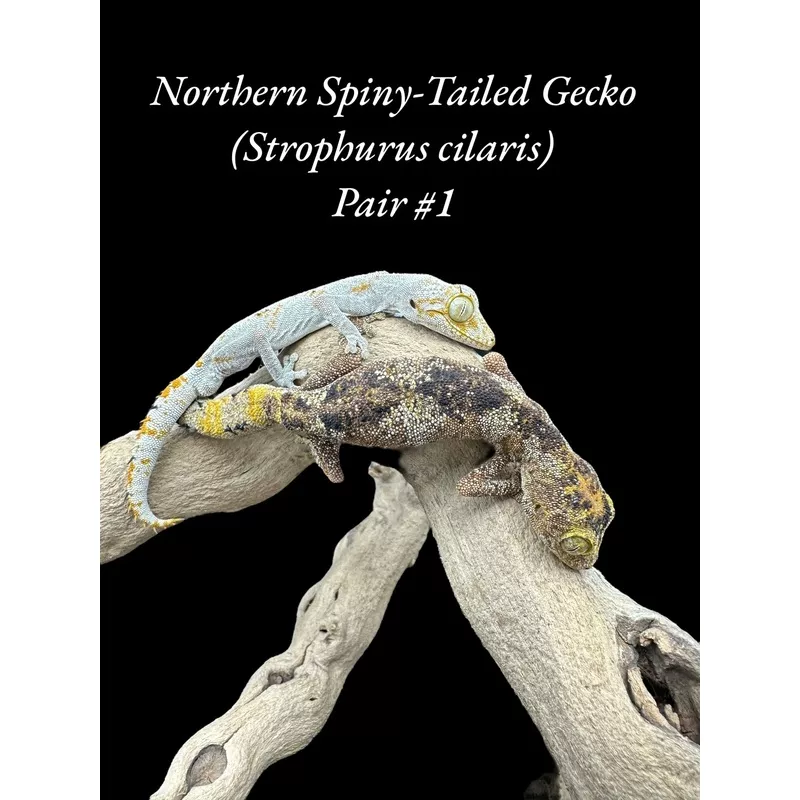 Northern Spiny-Tailed Gecko (Strophurus ciliaris)