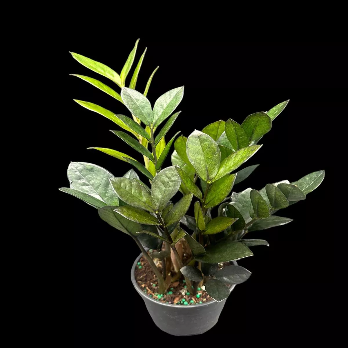 Nova ZZ Plant