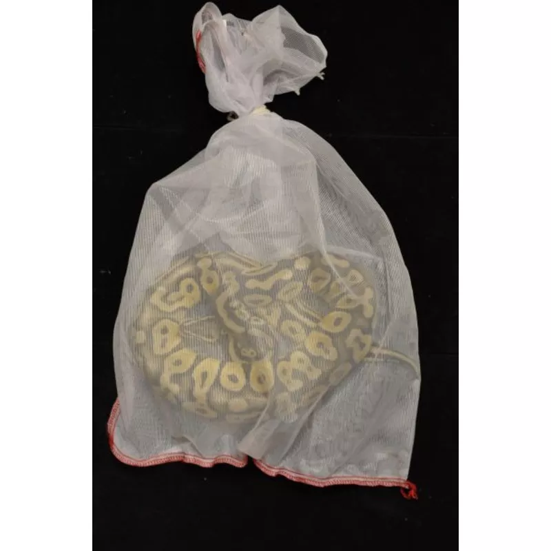Nylon See-Thru Snake Bag