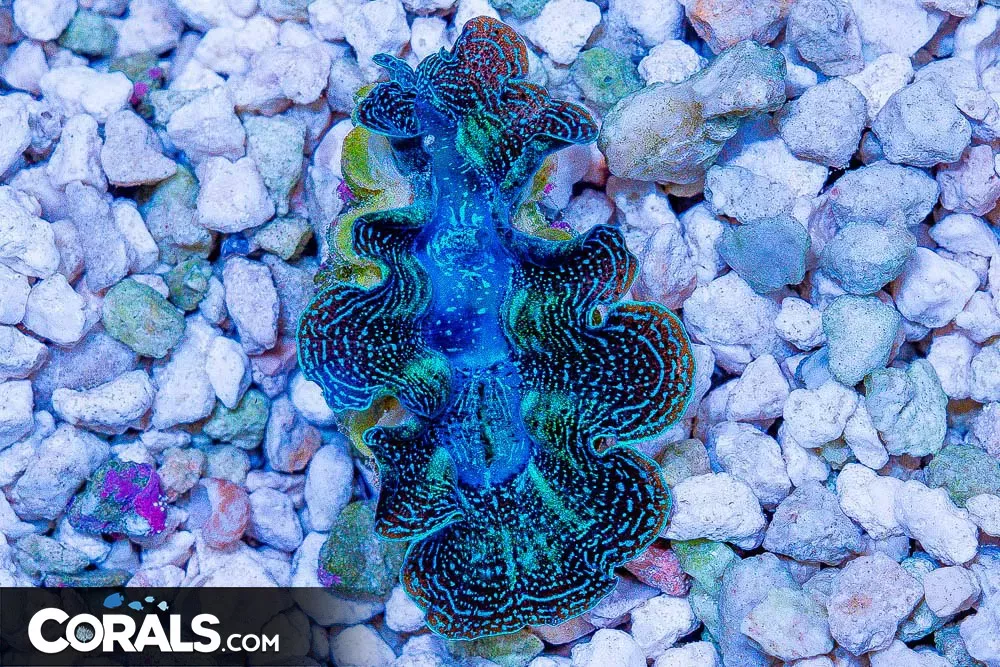ORA CROCEA Clam MARICULTURED 1″ Approximately