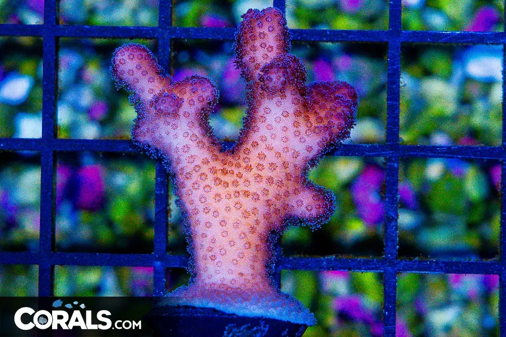 ORA Pink Stylophora Frag