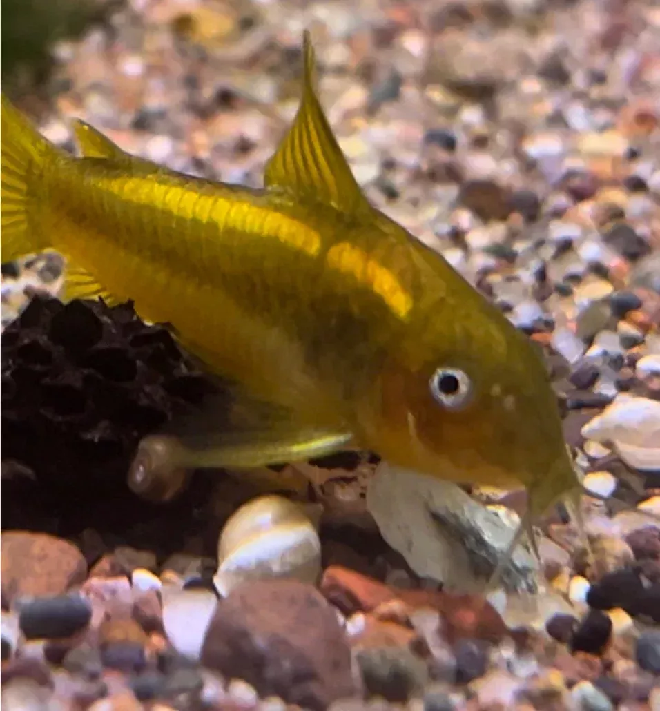 Orange Laser Cory