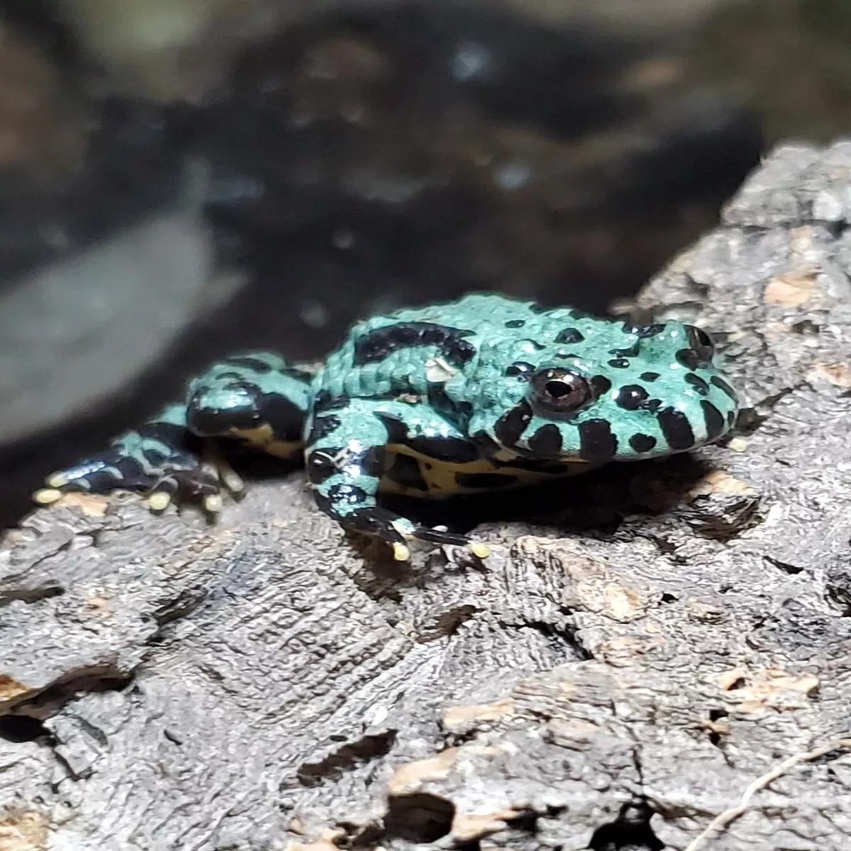 Oriental Fire-bellied Toad (Axanthic)