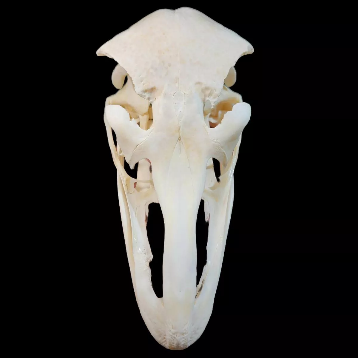 Ostrich Skull