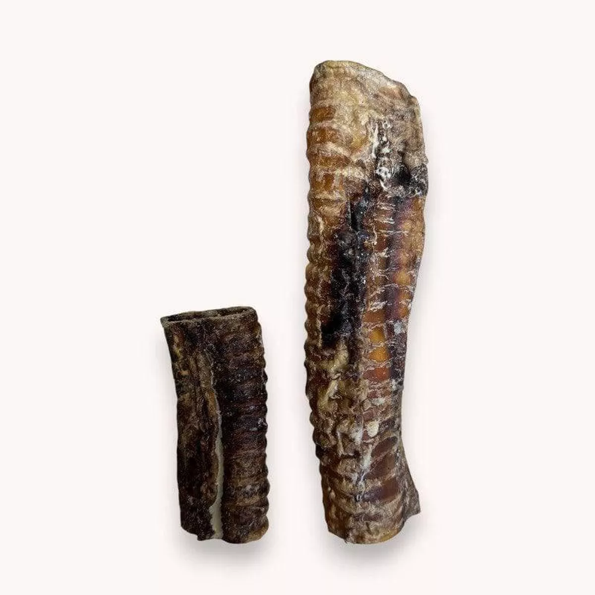 Ostrich Trachea