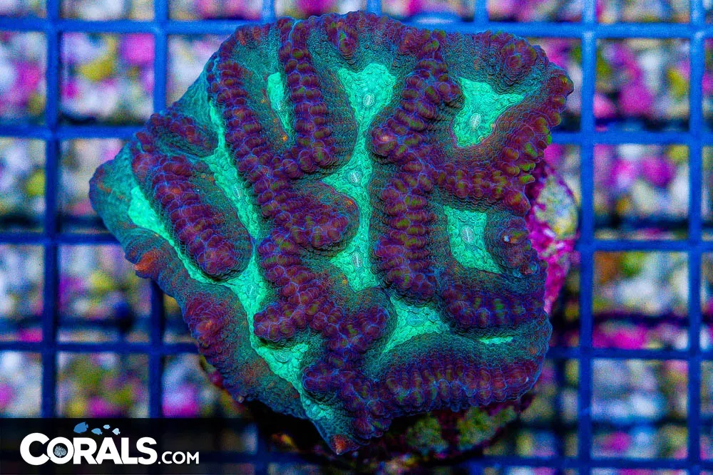 Oulophyllia – MINI COLONY on Base!