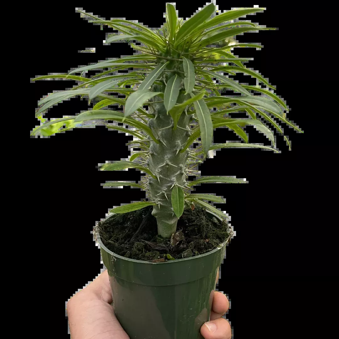 Pachypodium 'lamerei' (Madagascar Palm)