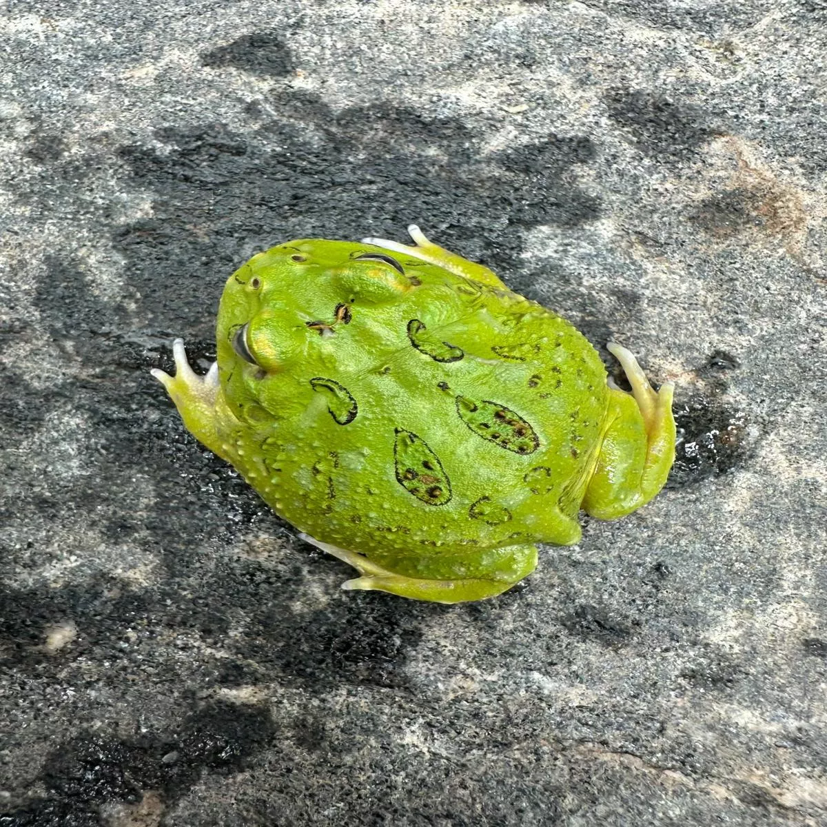 Pacman Frog (Matcha)