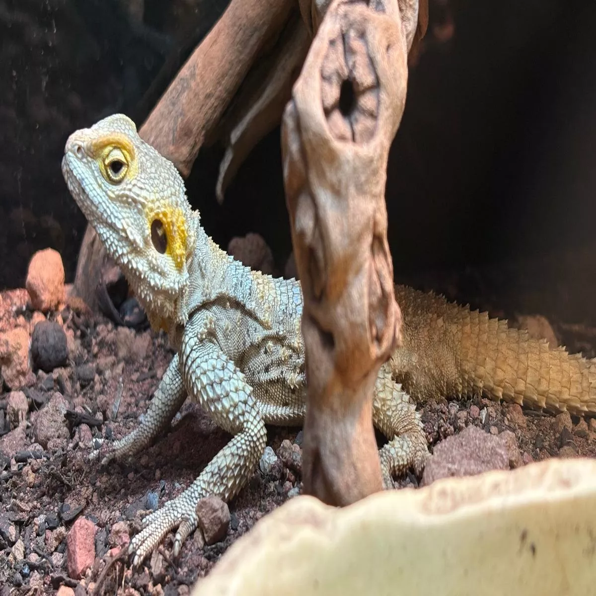 Painted Agama (Laudakia stellio)