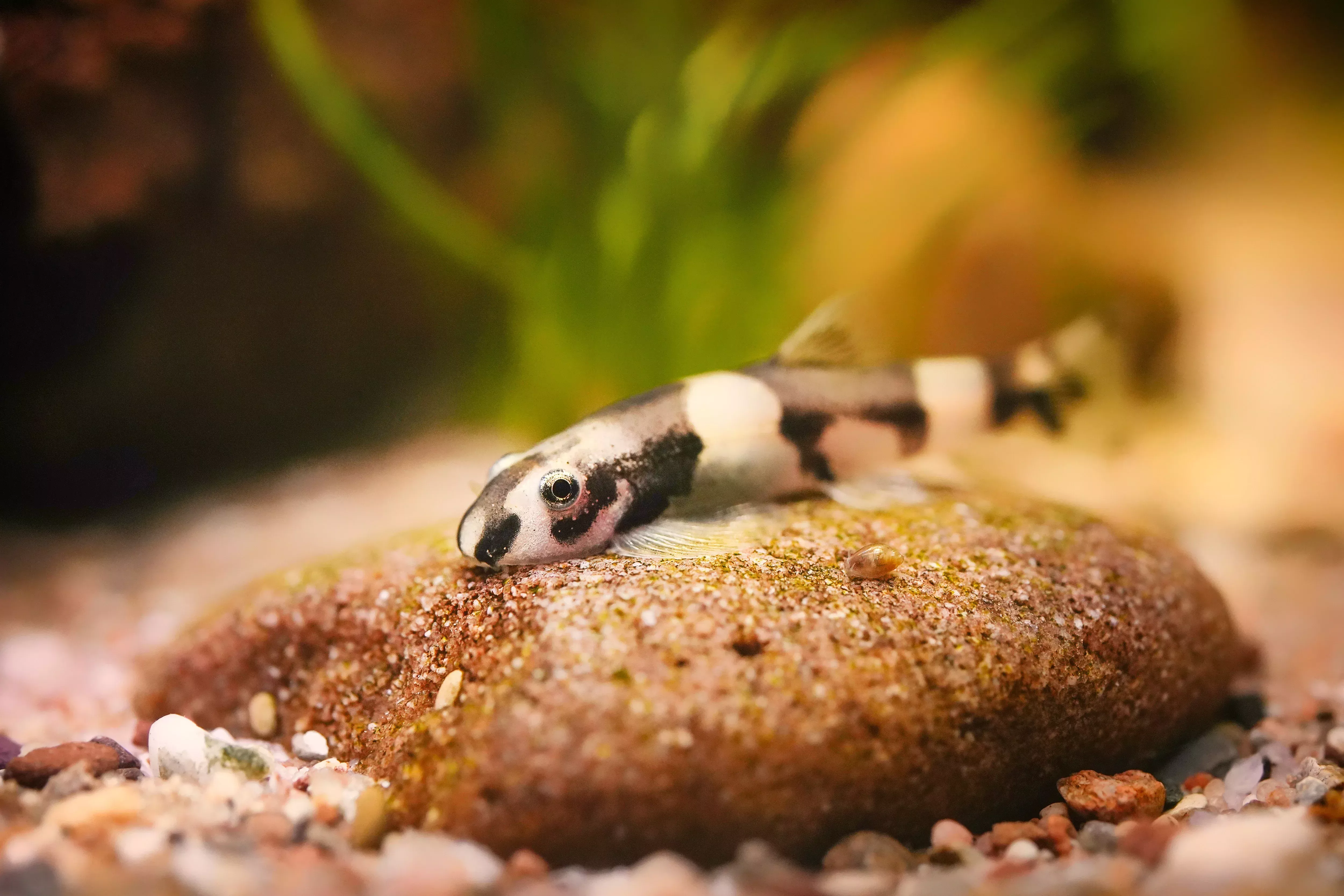 Panda Loach