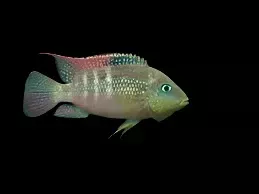 PASTEL CICHLID (Cribroheros Alfari)