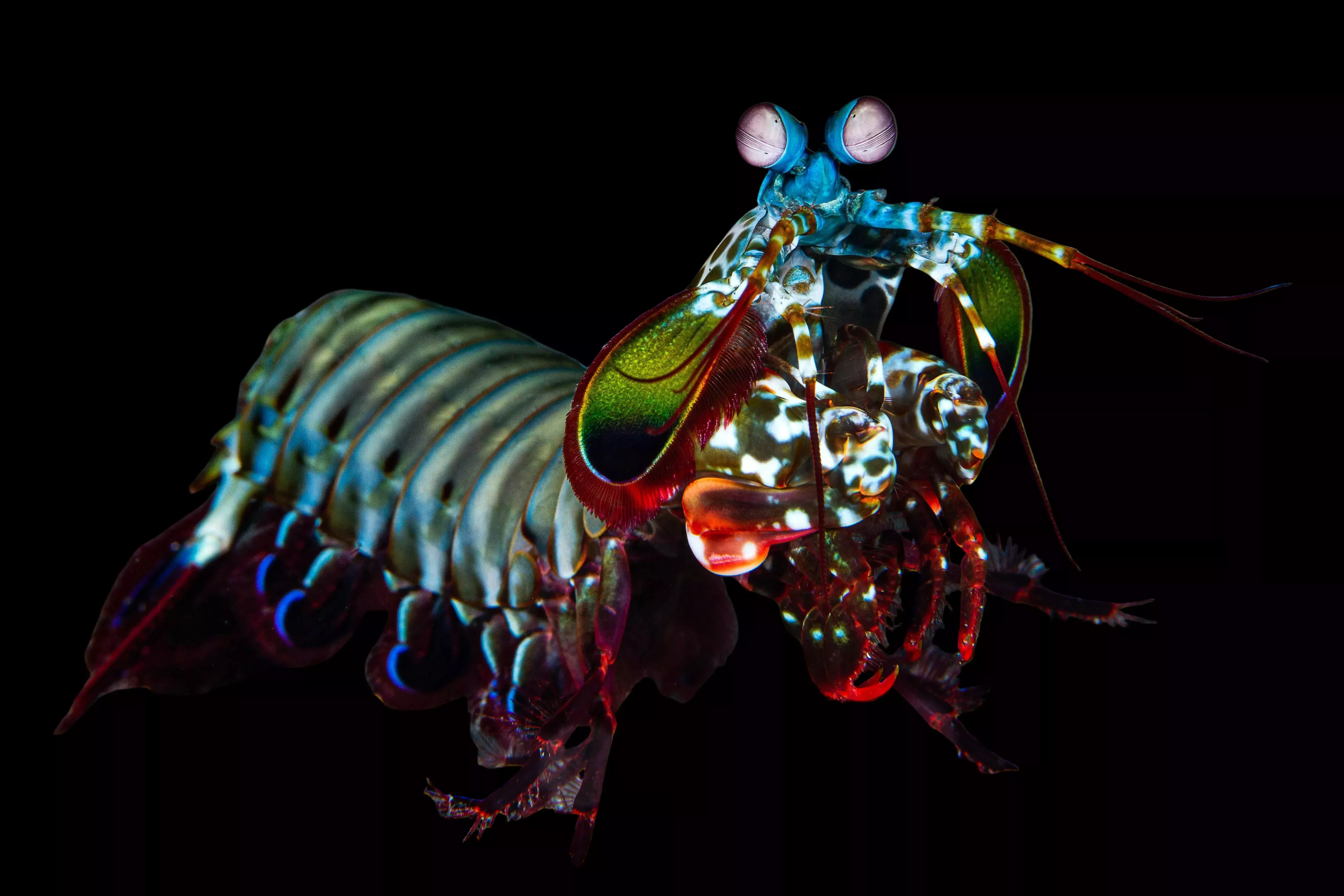 Peacock Mantis Shrimp