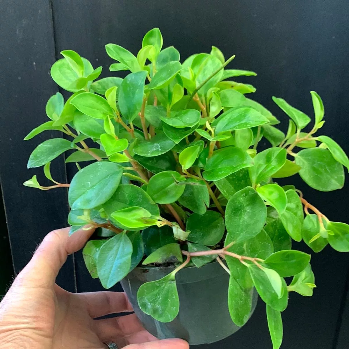 Peperomia cubensis