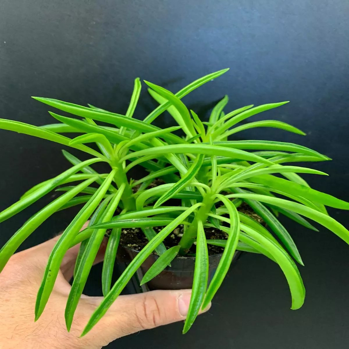 Peperomia ferreyae