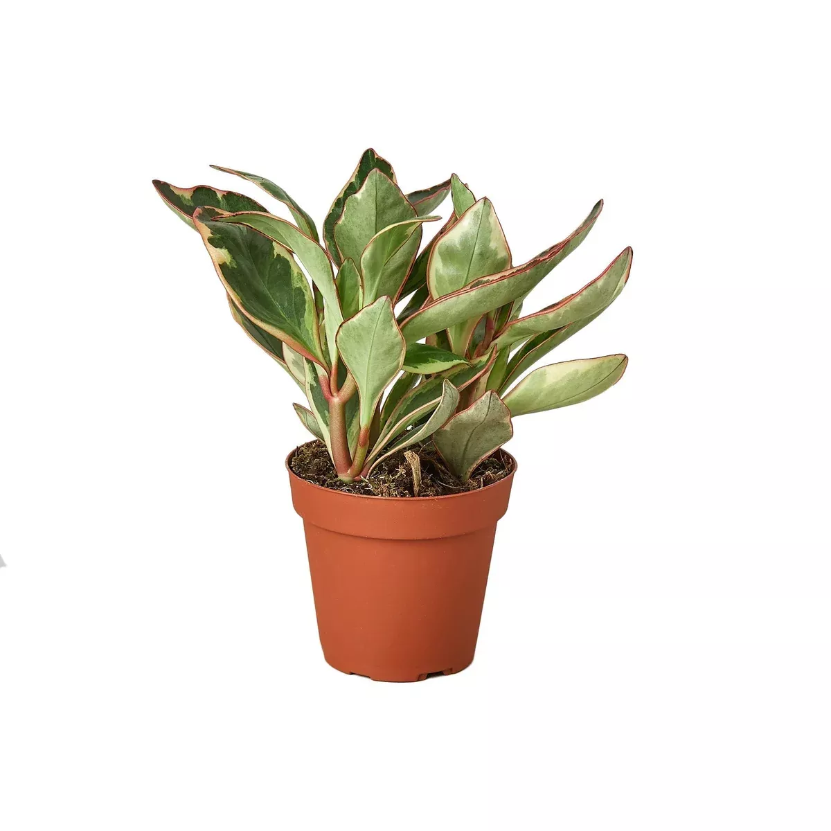 Peperomia ‘Ginny’