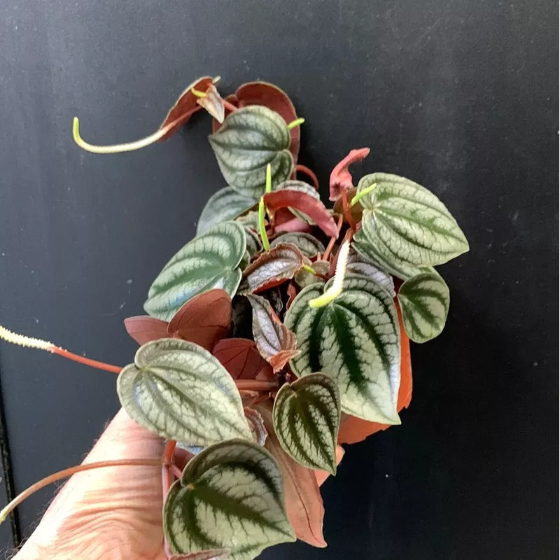 Peperomia turboensis