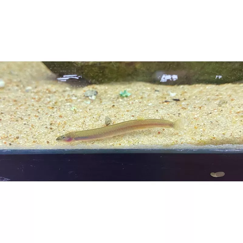 Peppered Kuhli Loach