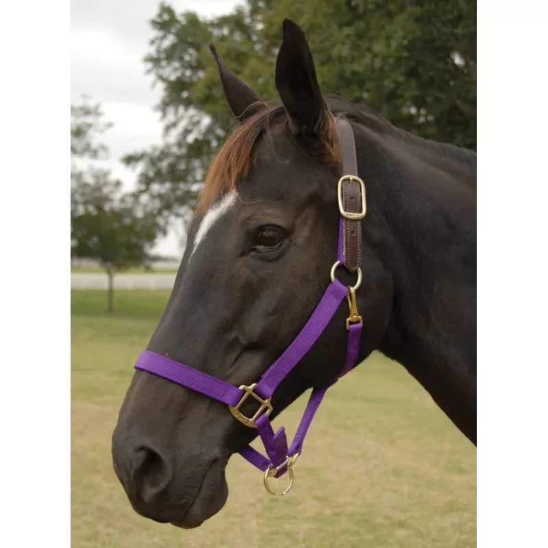 Perri's Breakaway Adjustable Nylon Horse Halter Purple