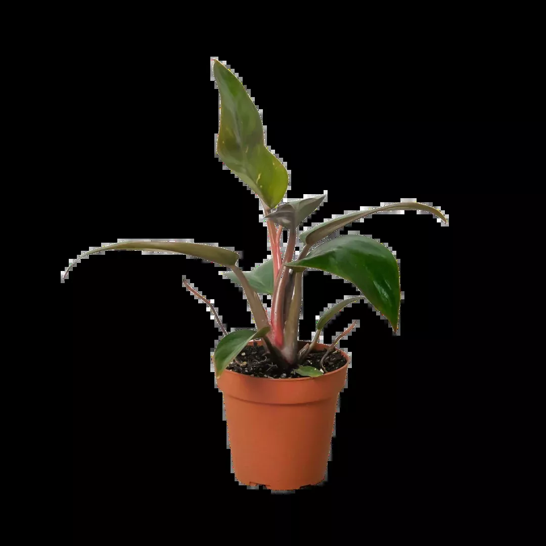 Philodendron 'Birkin Pink'