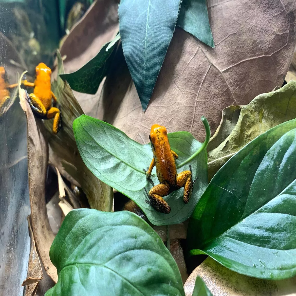 Phyllobates terribilis “Orange Black Foot”