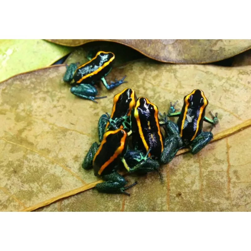Phyllobates vittatus ‘Golfodulcean’