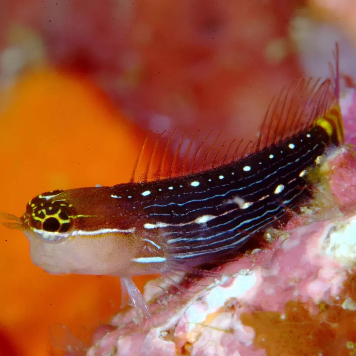 Pictus Blenny