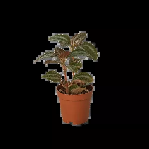 Pilea 'Bronze'