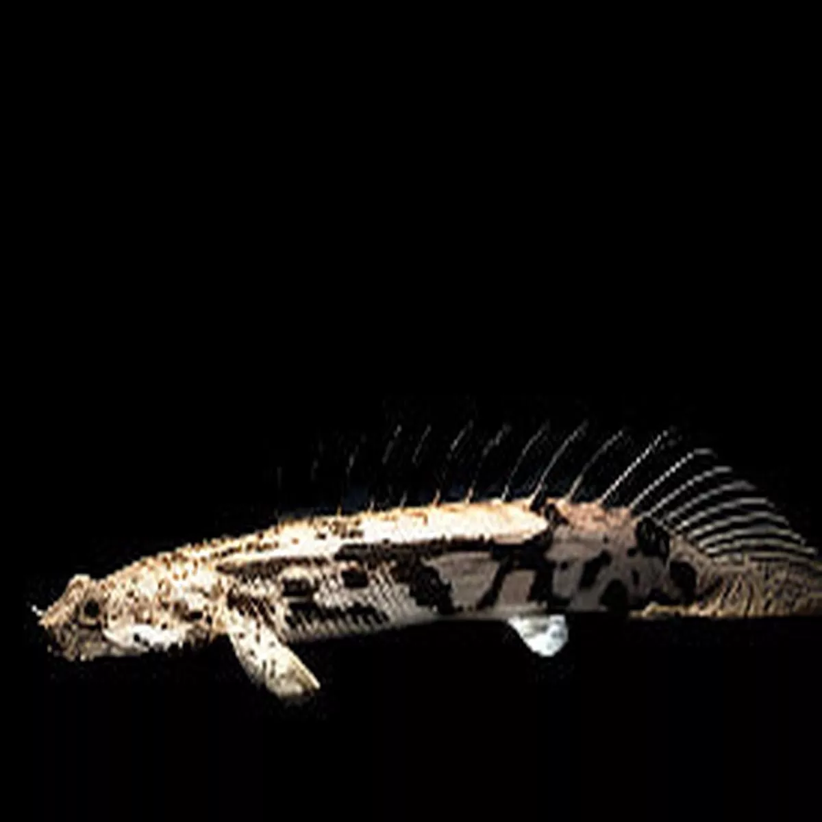Polypterus endlicheri(NO LIVE ARRIVAL GUARANTEE)