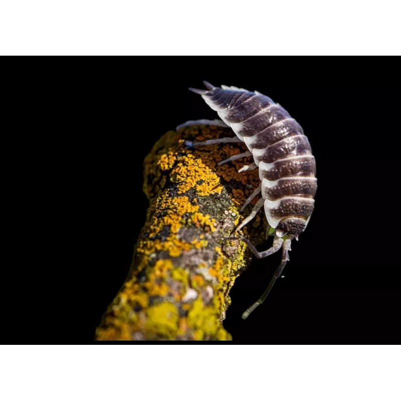 Porcellio hoffmannseggi (Titan Isopod)