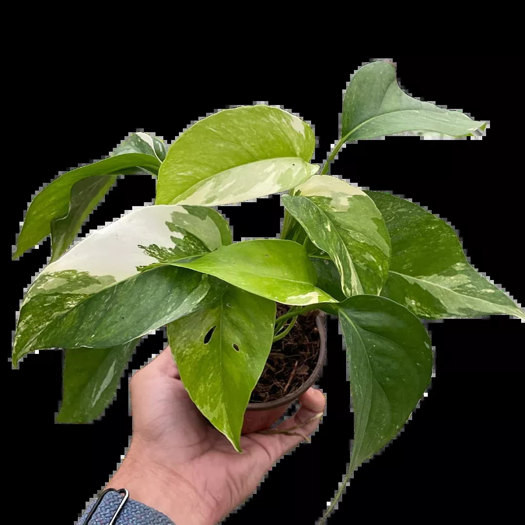Pothos 'Albo Variegata'