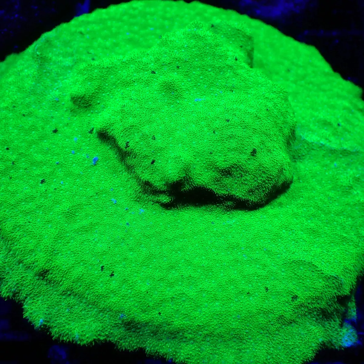 Psammacora – Ultra Neon Green