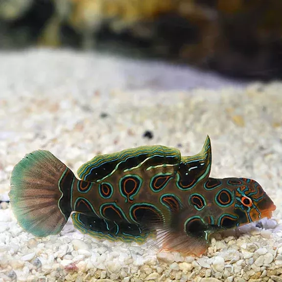 Psychedelic Mandarin Dragonet