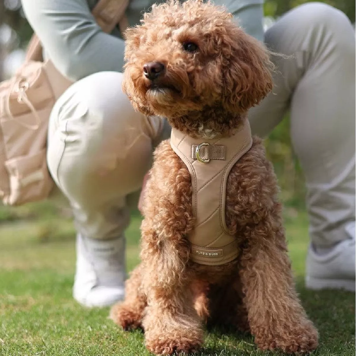 Pups & Bubs - Roam Harness