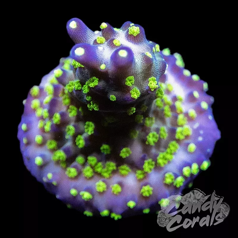 Purple Bonsai Acropora Valida Frag A63